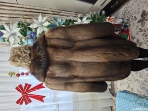 Haina dama vulpe polara