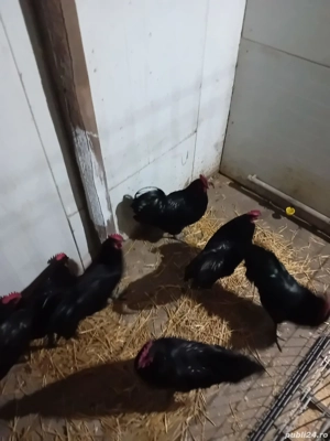 vand cocosi rasa australorp - imagine 2