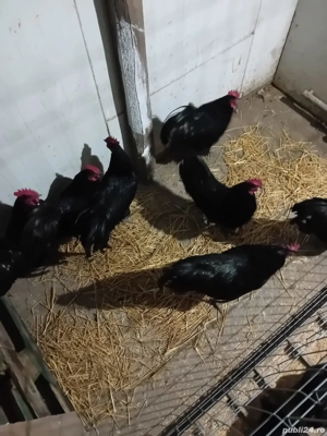 vand cocosi rasa australorp - imagine 3