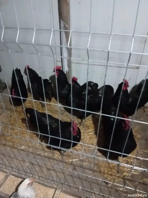 vand cocosi rasa australorp - imagine 4