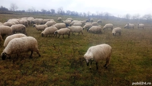 Vând oi țurcane 
