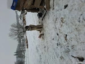 femela. de.  3.  ani - imagine 2