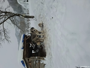 femela. de.  3.  ani