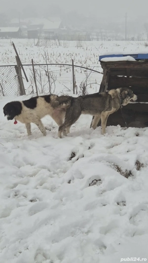 femela. de.  3.  ani - imagine 3