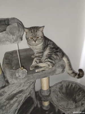 Vând motan British-Shorthair  - imagine 3