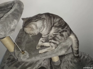 Vând motan British-Shorthair  - imagine 2