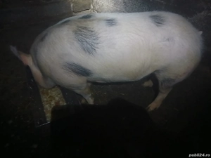 Scroafă rasa pietrean 