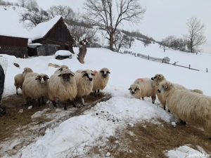 Oi de vânzare  - imagine 2