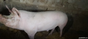 Porc de vânzare crescut natural - imagine 2