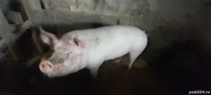 Porc de vânzare crescut natural - imagine 3
