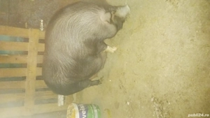 De vanzare Scrofa vietnamezi        - imagine 2