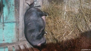 De vanzare Scrofa vietnamezi       
