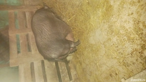 De vanzare Scrofa vietnamezi        - imagine 4