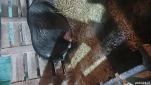 De vanzare Scrofa vietnamezi        - imagine 3