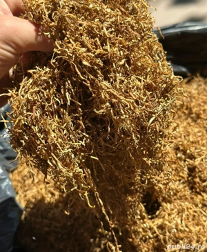 Tutun firicel si tocat la cel mai mic pret 