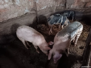 Vând porci - imagine 4