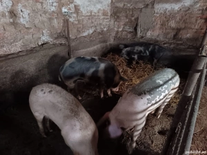 Vând porci - imagine 3