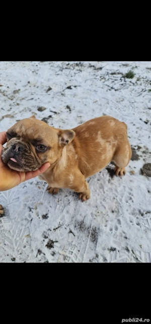 cautam casuta noua - imagine 4