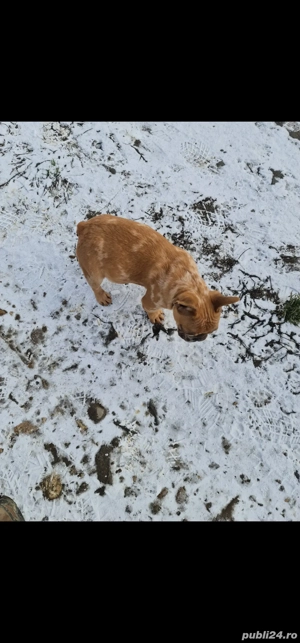 cautam casuta noua - imagine 5