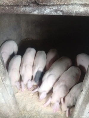 purcei de 10 săptămâni  - imagine 2