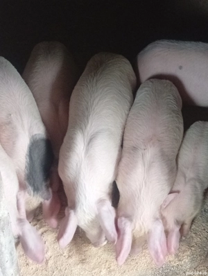 purcei de 10 săptămâni  - imagine 4