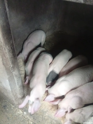 purcei de 10 săptămâni  - imagine 3