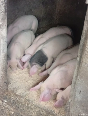 purcei de 10 săptămâni  - imagine 5