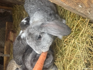 Pui de iepure berbec german  - imagine 4