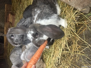 Pui de iepure berbec german  - imagine 6