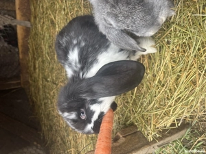 Pui de iepure berbec german  - imagine 3