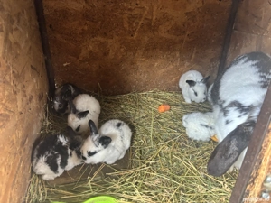 Femela cu 7 pui  - imagine 3