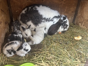 Femela cu 7 pui  - imagine 2