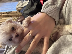 Vând doi băieței Bichon maltez  - imagine 4