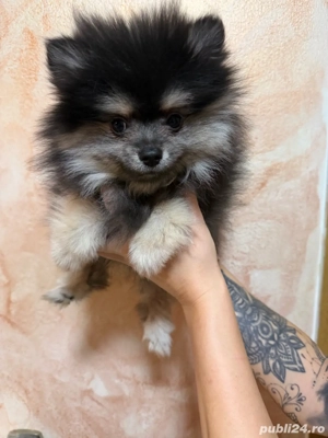 vand mascul pomeranian