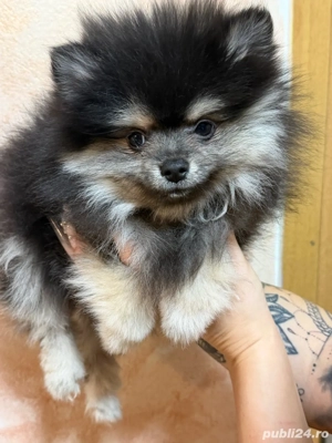 vand mascul pomeranian - imagine 2