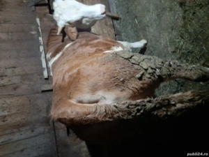 Vând două vițăle BR una de un an jumate si una 9 luni preț 14000 - imagine 3