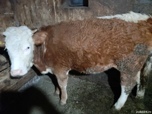 Vând două vițăle BR una de un an jumate si una 9 luni preț 14000 - imagine 4