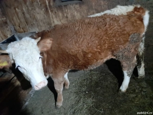 Vând două vițăle BR una de un an jumate si una 9 luni preț 14000 - imagine 2