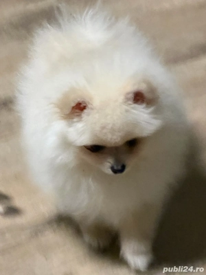 vand fata pomeranian
