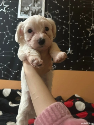 Pui bischon maletesse 