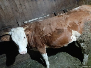 Vând două vițăle BR una de un an jumate si una 9 luni preț 14000 - imagine 5