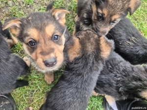 Pui ciobănesc german 1000 lei  - imagine 4