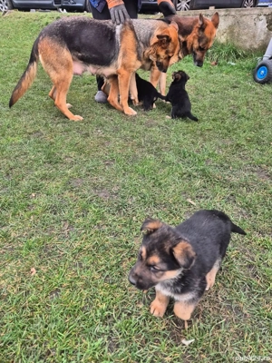 Pui ciobănesc german 1000 lei  - imagine 2