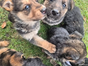 Pui ciobănesc german 1000 lei  - imagine 3