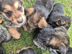 Pui ciobănesc german 1000 lei  - imagine 5