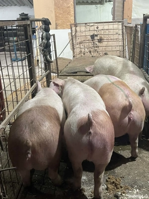 Purcei Godaci Porci - imagine 2