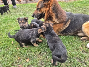 Pui ciobănesc german 1000 lei 