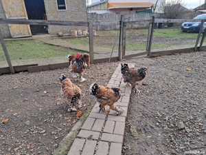 Vand oua incubat brahma portelan - imagine 4