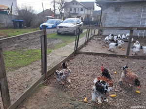 Vand oua incubat brahma portelan