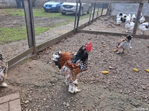 Vand oua incubat brahma portelan - imagine 2